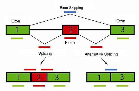 Alternative Splicing Of Genes Definition Mechanism Regulation 