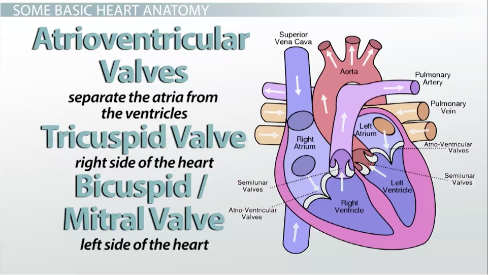 Circulatory business plan