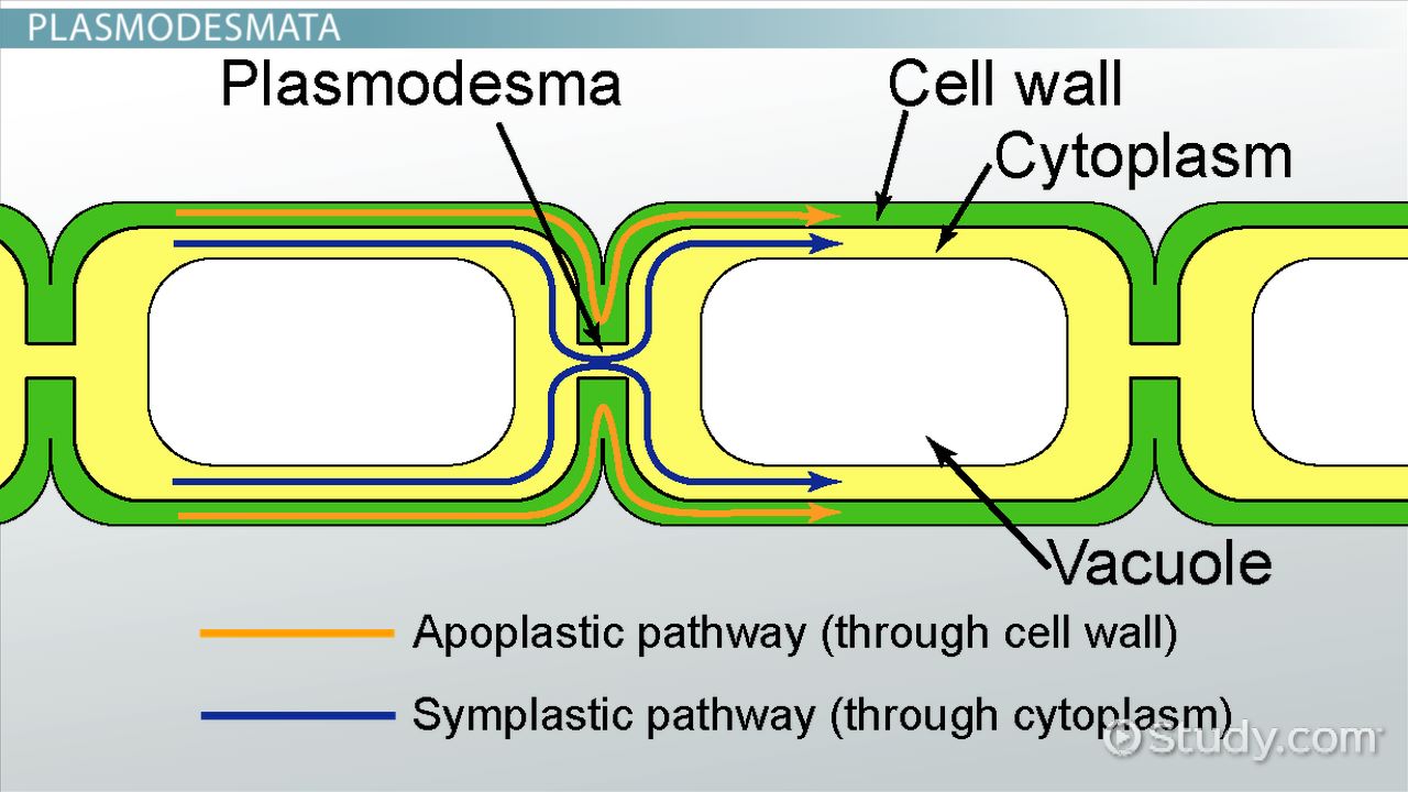Types Of Cell Junctions Video Lesson Transcript Study Types Of Cell Junctions Video Lesson Transcript Study