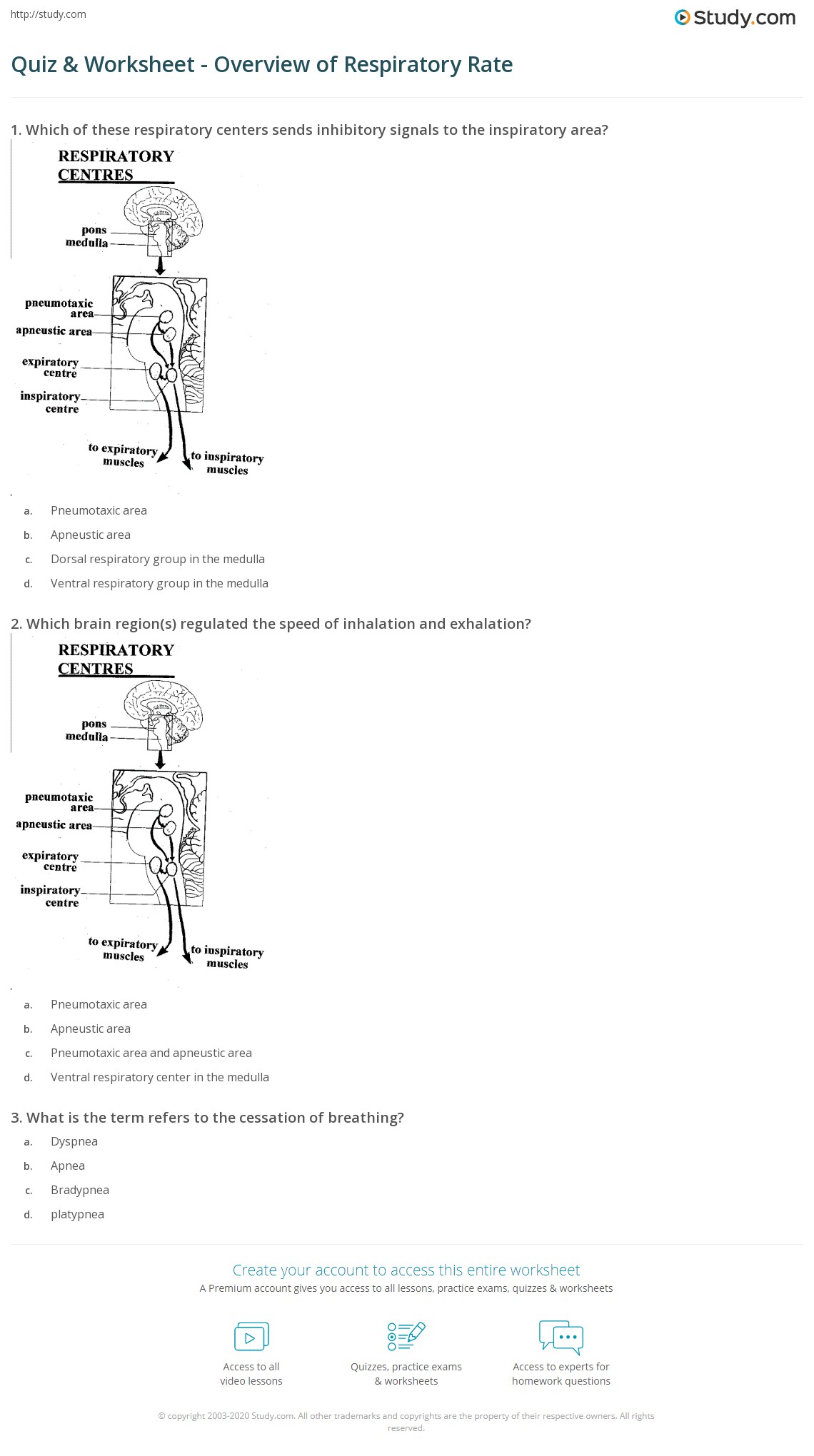 Quiz & Worksheet Overview of Respiratory Rate