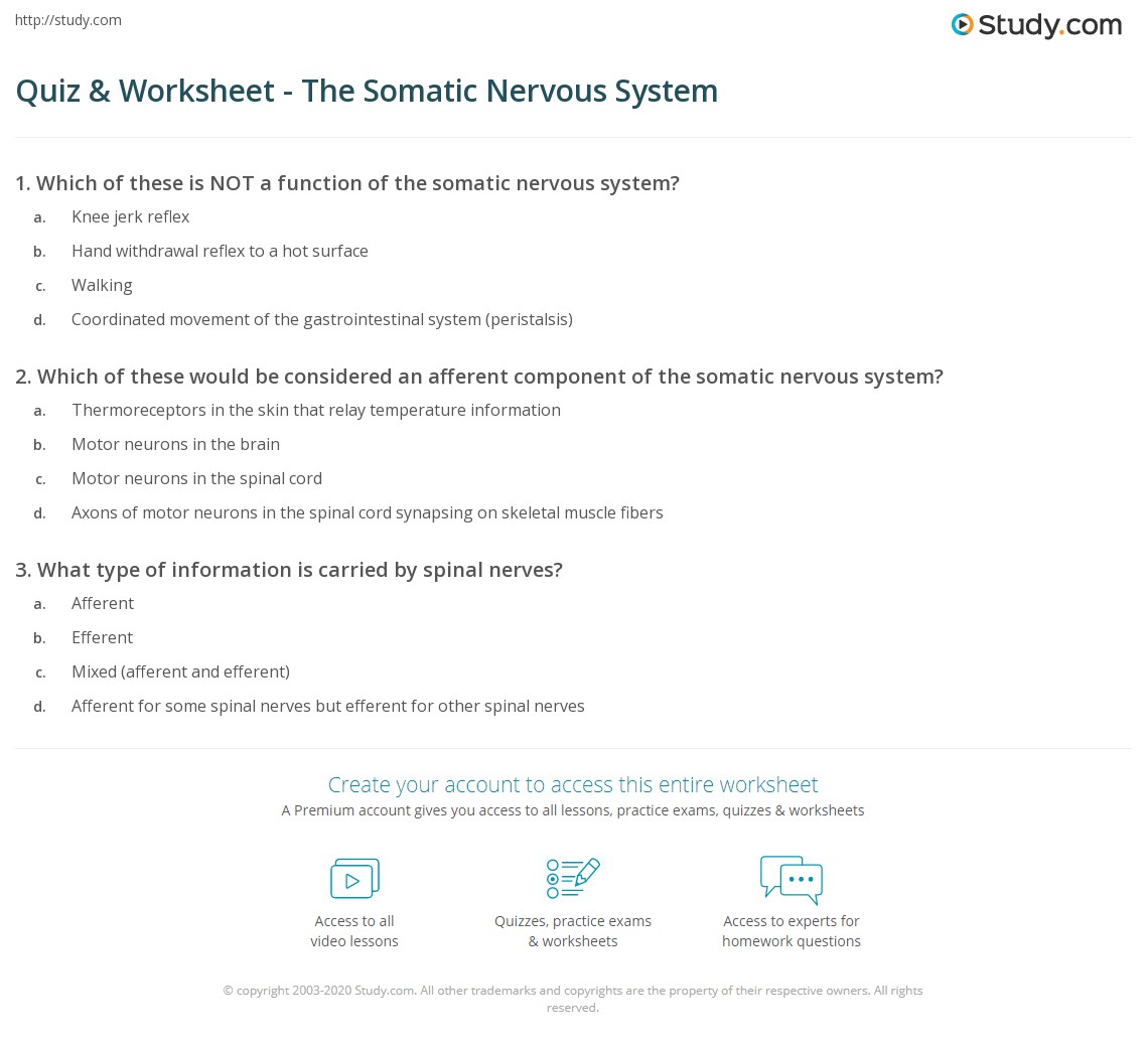 Quiz & Worksheet - The Somatic Nervous System | Study.com