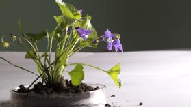 TCAP HS EOC - Biology I Study Guide and Test Prep