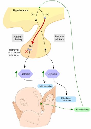 Quiz Worksheet Overview Of Lactation Breastfeeding Study