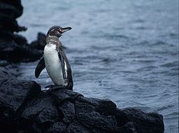 Galapagos Penguin Facts: Lesson for Kids | Study.com