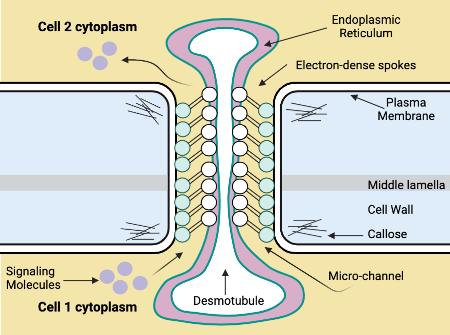 Endoplasmic Reticulum Plant Cell Diagram Plant Cell Structure Anatomy Endoplasmic Reticulum Plant Cell Diagram Plant Cell Structure Anatomy