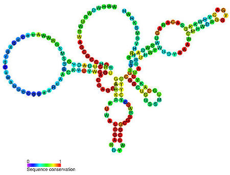 Discerning the RNA World Hypothesis & its Implications on Early Genetic ...