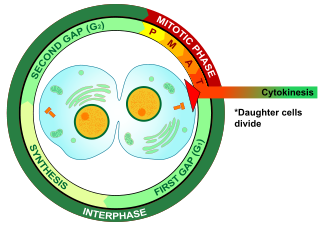The Cell Cycle | Mitosis & Meiosis - Lesson | Study.com