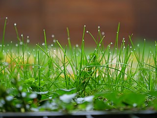 Morning dew - measurement of water vapor in the air