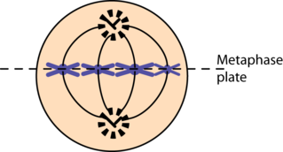 Metaphase Plate Definition Formation Lesson Study