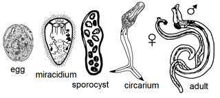 Helminths | Definition, Transmission & Examples | Study.com