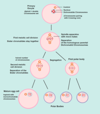 Female Gametes Overview Production Process Lesson Study Female Gametes Overview Production Process Lesson Study