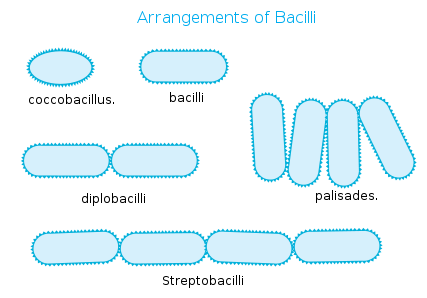 Bacilli Bacteria Structure Display Of Bacterial Exochitanase On