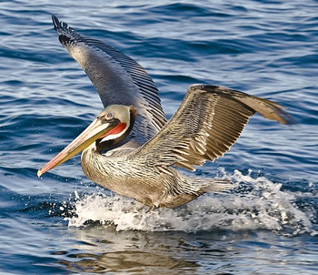 Brown Pelican Facts: Lesson for Kids | Study.com