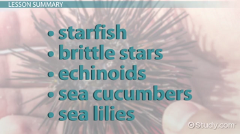 Phylum Echinodermata | Overview, Characteristics & Examples - Lesson ...