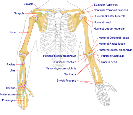 Appendicular Skeleton Definition Function Anatomy Lesson Study
