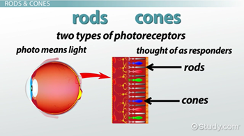 Eye Rods Color Table The Eyeball | Definition & Structure - Lesson | Study.com