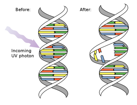 Immutation Recombination & Translocation Mutations | Definition & Causes | Study.com