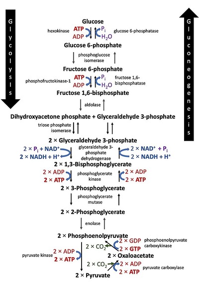 Comparing Anabolic and Catabolic Pathways Practice | Biology Practice ...
