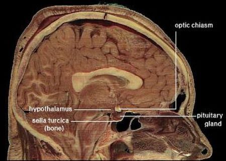 Biological Theory | Definition & Examples - Lesson | Study.com
