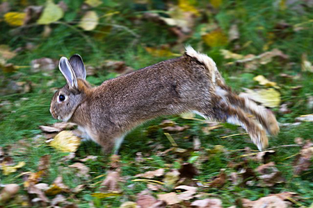 Dependent Rabbit What are Density-Dependent Factors? | Density-Dependent Factors ...
