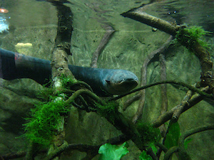 Electric Eels Facts Habitat Voltage Study Electric Eels Facts Habitat Voltage Study