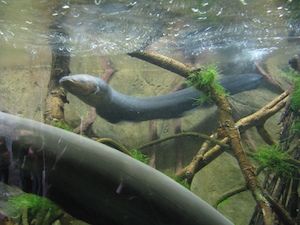 Electric Eels Facts Habitat Voltage Study Electric Eels Facts Habitat Voltage Study