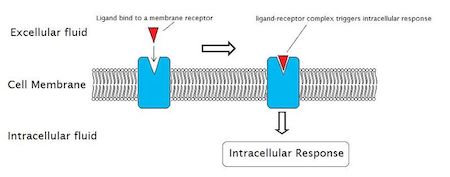Signaling Molecules | Definition, Process & Types - Lesson | Study.com
