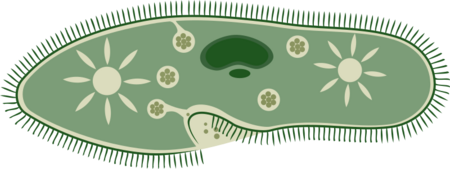 Common Pond Water Protists | Organisms, Microorganisms & Examples ...