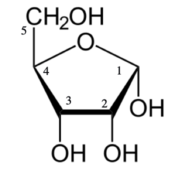 Ribose vs. Deoxyribose Sugar | Definition, Role & Structure - Lesson ...