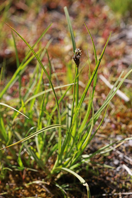 Flashcards - Tundra Plants List & Flashcards  Study.com