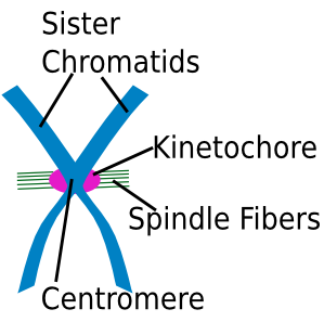 Kinetochore Definition Function Structure Lesson Study