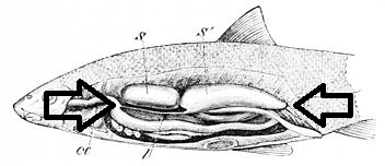Flashcards - Fish Anatomy Flashcards | Study.com