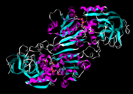 Alcohol Dehydrogenase | Definition, Function & Examples | Study.com