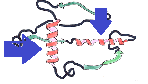 Denaturation of Protein | Definition & Causes - Lesson | Study.com