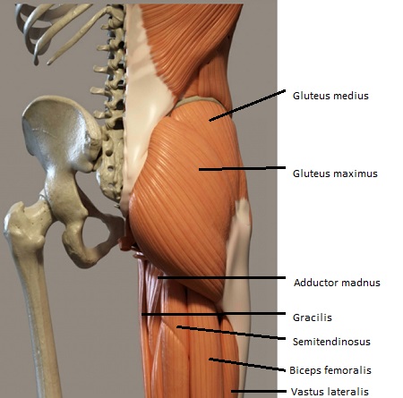 Anatomy Of The Buttocks Bones Anatomy Of The Gluteal Muscles In The Anatomy Of The Buttocks Bones Anatomy Of The Gluteal Muscles In The