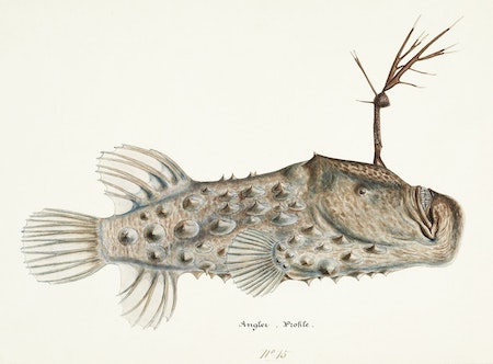 A drawing of an anglerfish showing its bioluminescent lure