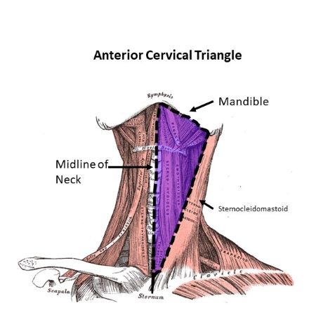 anterior-triangle-of-the-neck-subdivisions-teachmeanatomy