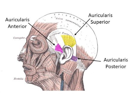 The posterior auricular muscle can raise the ear. Fibers of this poorly ...