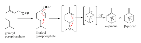 Quiz & Worksheet - Alpha & Beta Pinene | Study.com