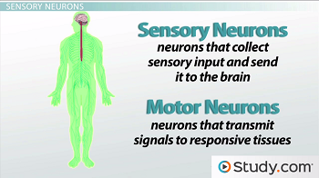 What Is The Role Of Sensory Neurons In The Nervous System