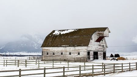 An old white barn in a snowy field.