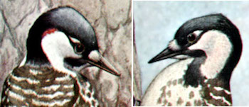 Red-Cockaded Woodpecker Facts: Lesson for Kids | Study.com