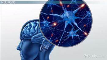 Action Potential | Definition, Steps & Examples - Lesson | Study.com