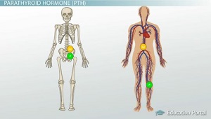 Bone Built Up and Broken Down