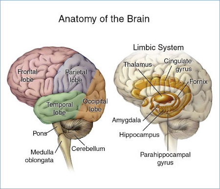 Telencephalon Anatomy Telencephalon Anatomy