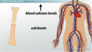Calcitonin