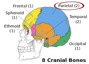 Calvarium Definition & Anatomy - Lesson | Study.com