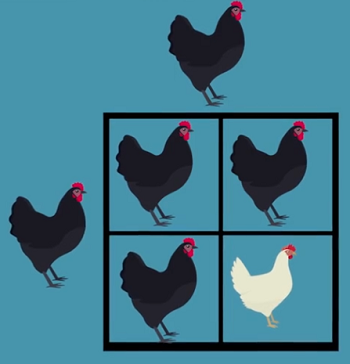 Chicken Punnett Square