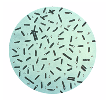 Clostridium Butyricum: Symptoms & Treatment | Study.com