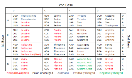 Predicting the Effects of DNA Mutation on Protein Sequences Practice ...
